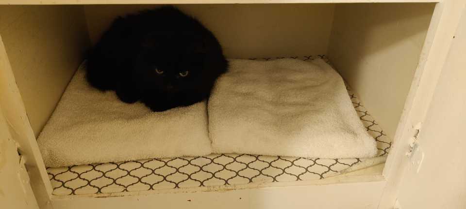 Un chat noir duveteux allongé sur des serviettes dans un placard de salle de bain