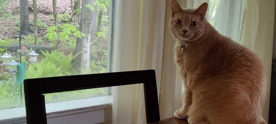 Un chat orange assis sur une table regardant l'appareil photo, à côté d'une fenêtre à travers laquelle on peut voir un cardinal manger dans une mangeoire à oiseaux